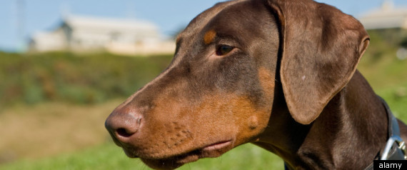 Dog Shot In Davie