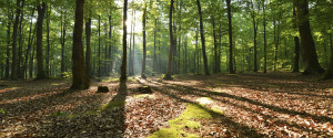 bosque