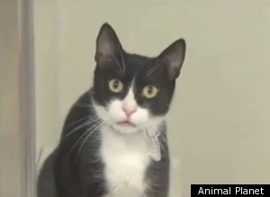 Terrifying Cat