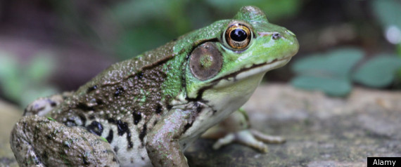 California Bull Frog