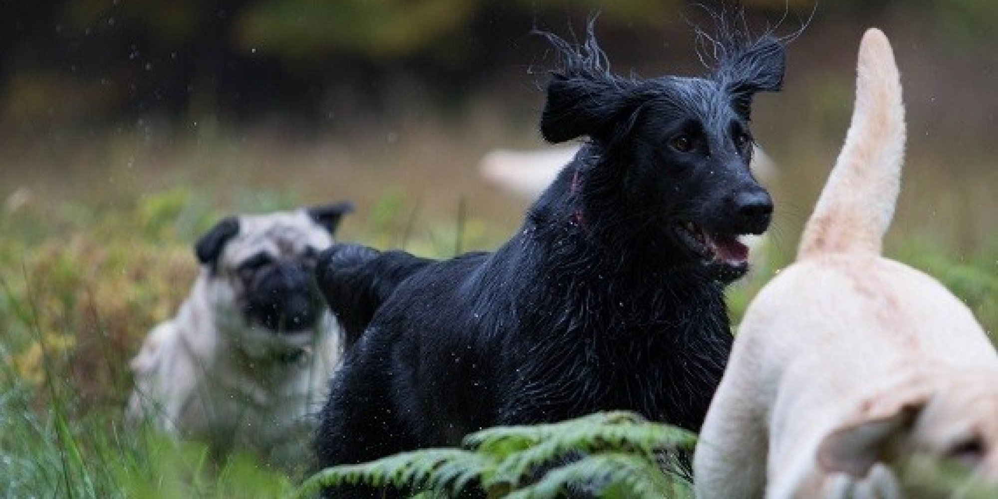 The Perfect Shot Capturing Dogs in Motion HuffPost