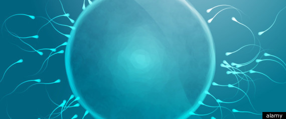 Sperm
