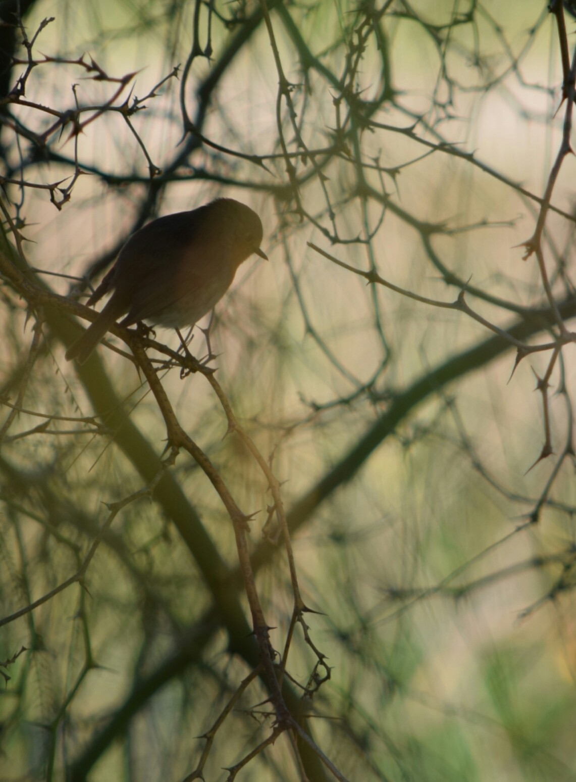 bird