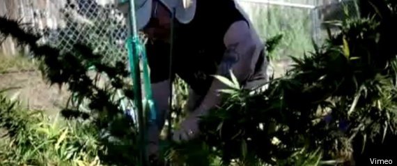 Weed Wars