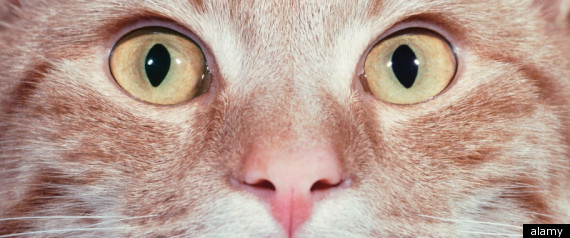 Cat Face