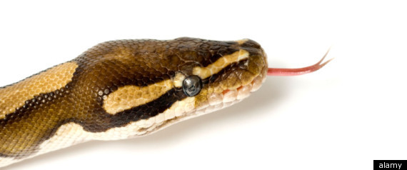 Indian Farmers Dump Snakes