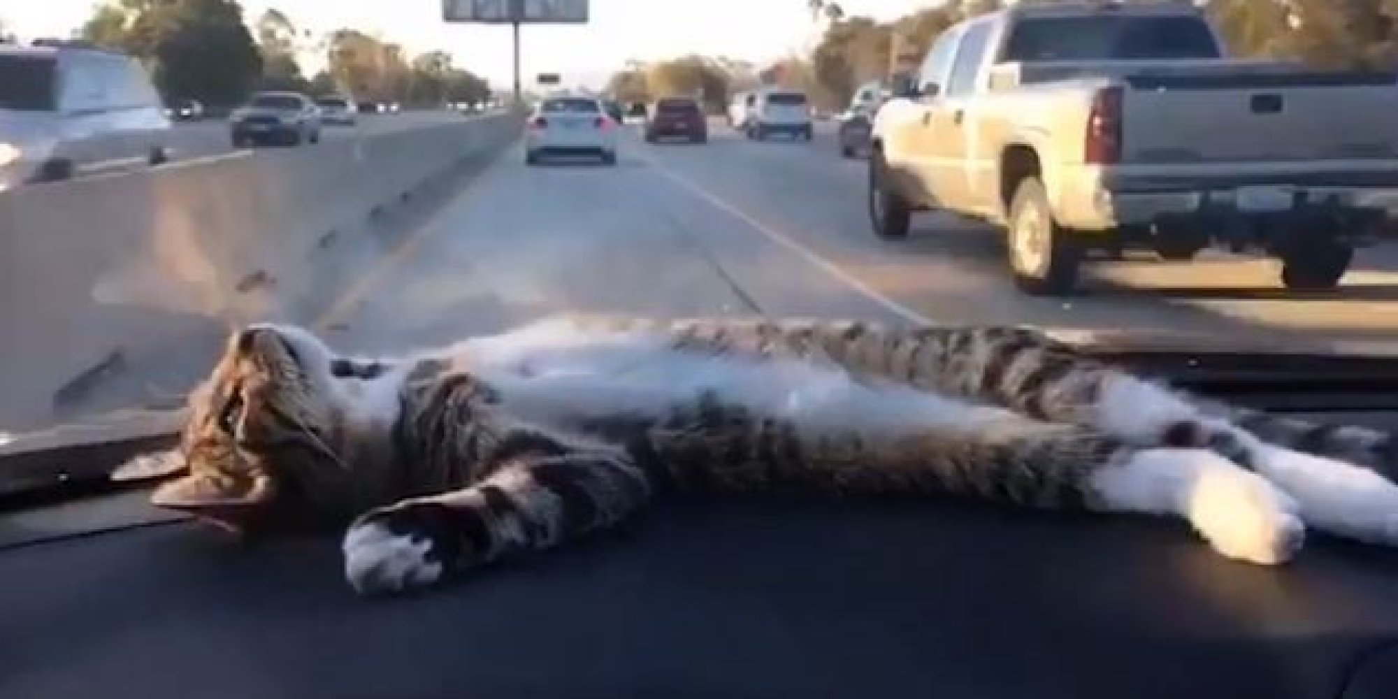 VIDEO Rory The Dashboard Cat Loves Napping In the Car