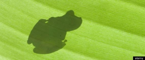 Frogs Antibacterial