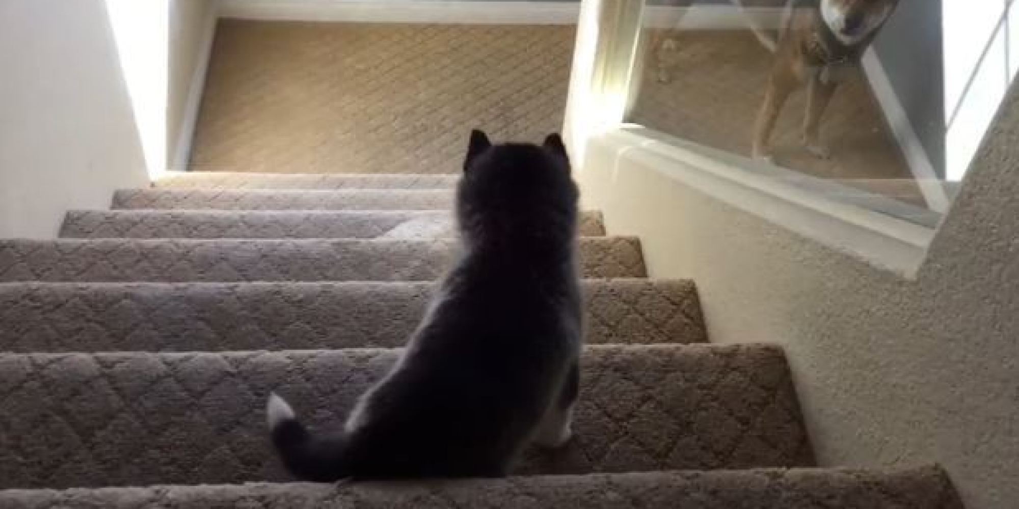 video-husky-puppy-takes-tumble-down-stairs