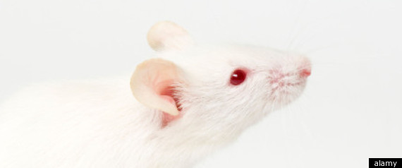 Hiv Mouse Study