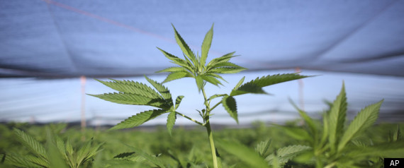 Marijuana
