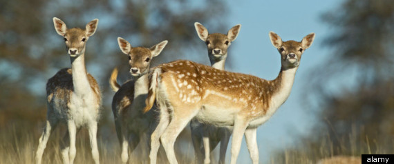 Deer