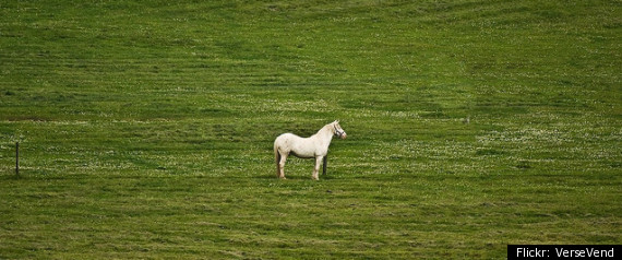 Horse Meat