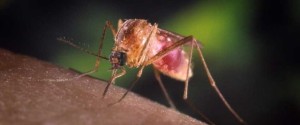 mosquito