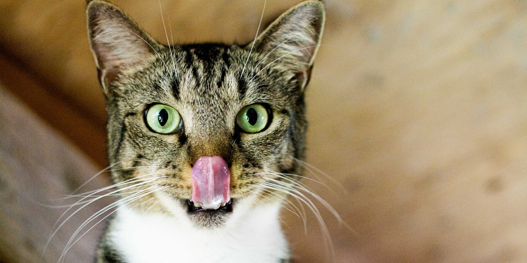 Stripey Cat Cookies HuffPost UK