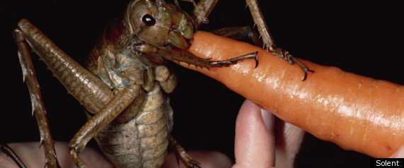 Bug Insect