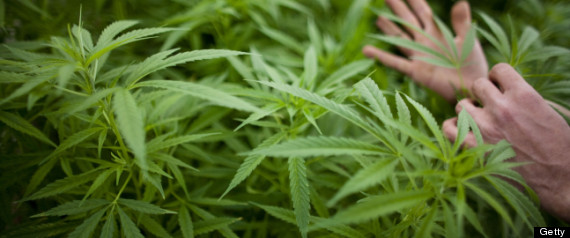 Marijuana