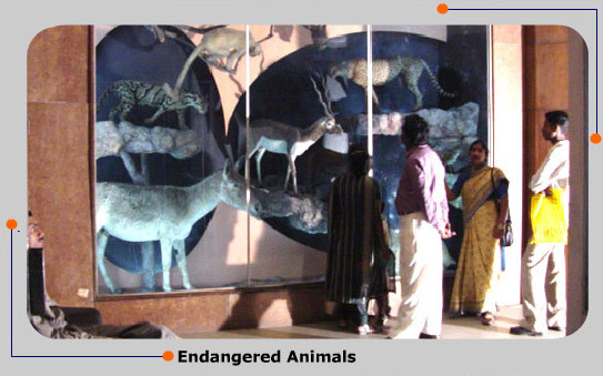 delhi museum