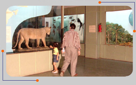delhi museum