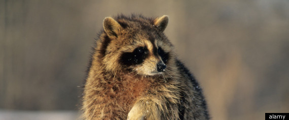 Woman Slams Raccoon