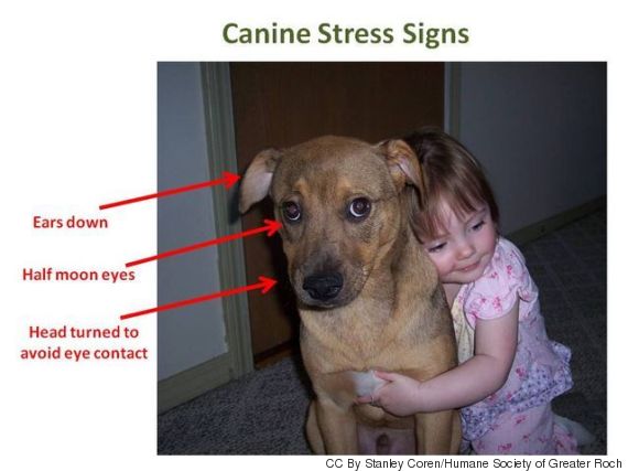 CALME - Caresser son chien - Page 3 O-CALINS-CHIENS-570