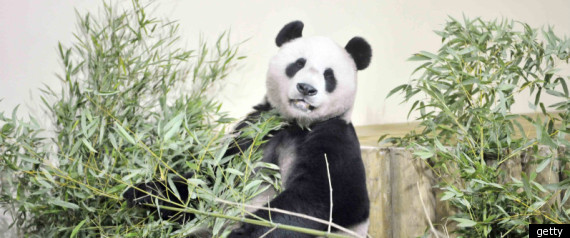 Giant Pandas