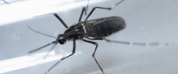 ZIKA