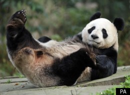 Pandamonium: The Best Twitter Jokes Of The Day
