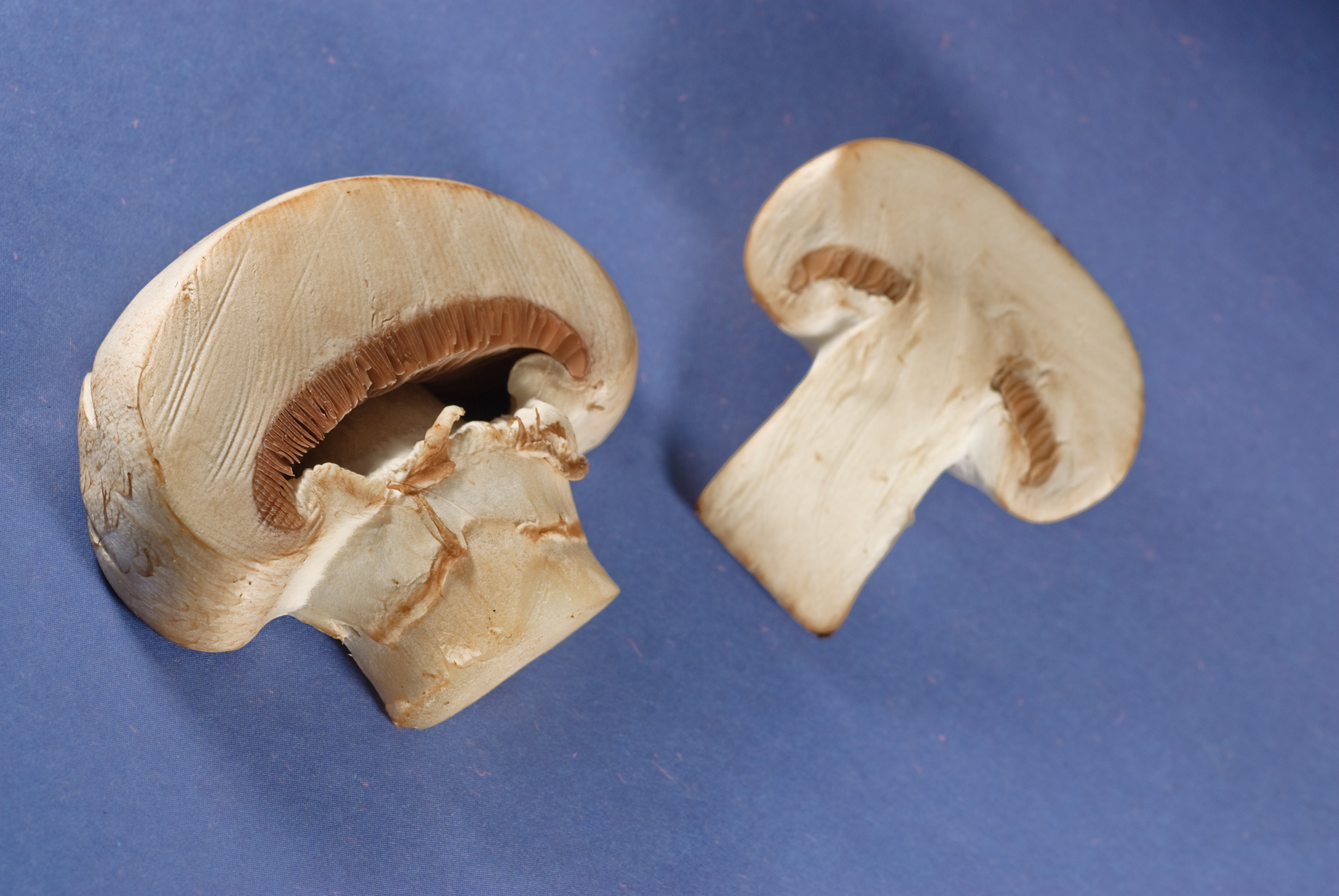 mycelium