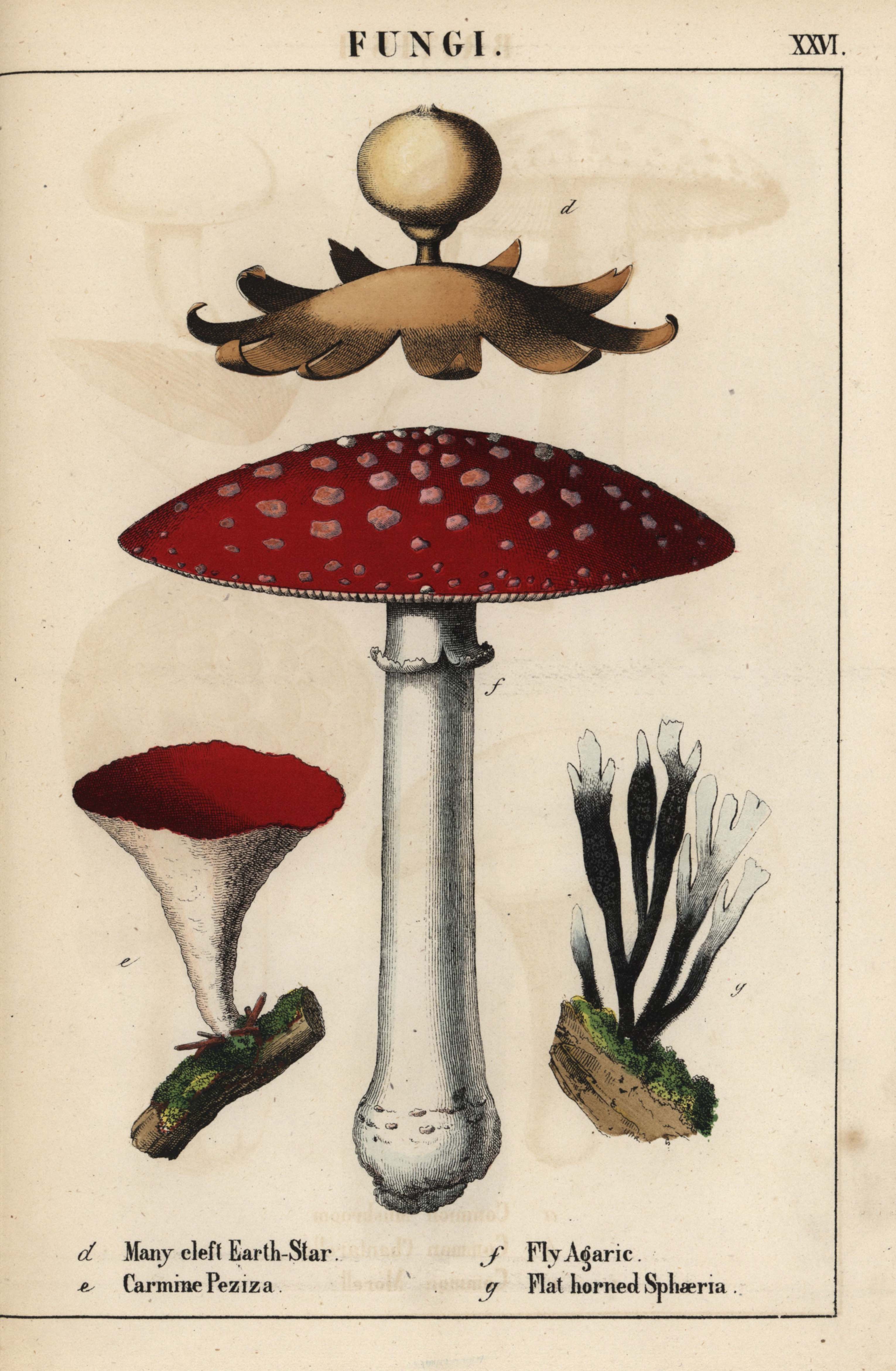 pharmaceuticals mushroom