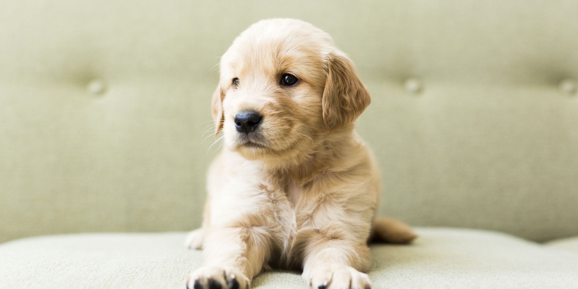 'Mummy, Can We Get A Puppy?' - A Few Reasons To Say No | HuffPost UK