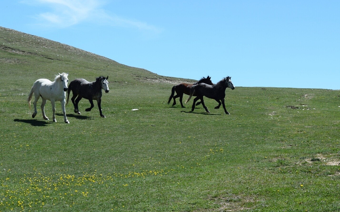 horses