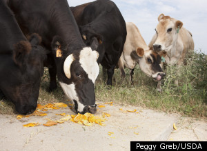 Orange Peels Cattle