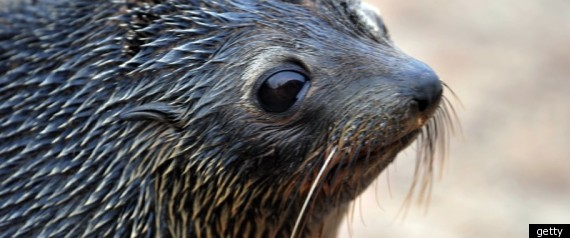 Baby Seal