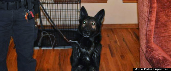Bakpolicedog