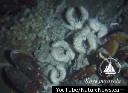 WATCH: 'Yeti Crab' Grows Its Own Food ... On Its Arms