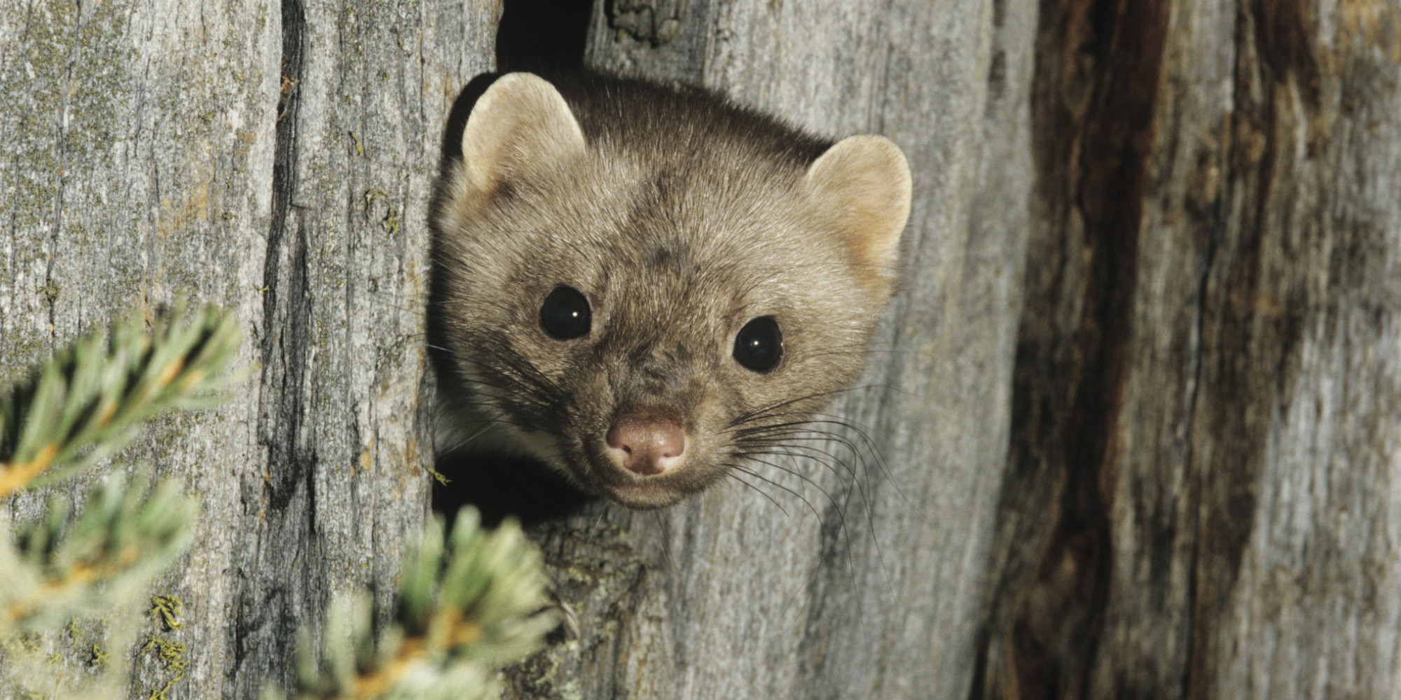 5 Ways To Spot the Weasel At Your Work | HuffPost