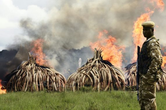 Why Does It Matter? What Are People Doing To Stop Poaching? – The ...