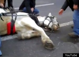 Carriage Horse Accident