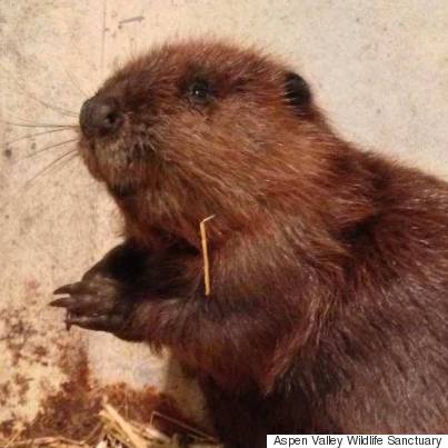 justin beaver