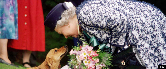 Queen Corgi
