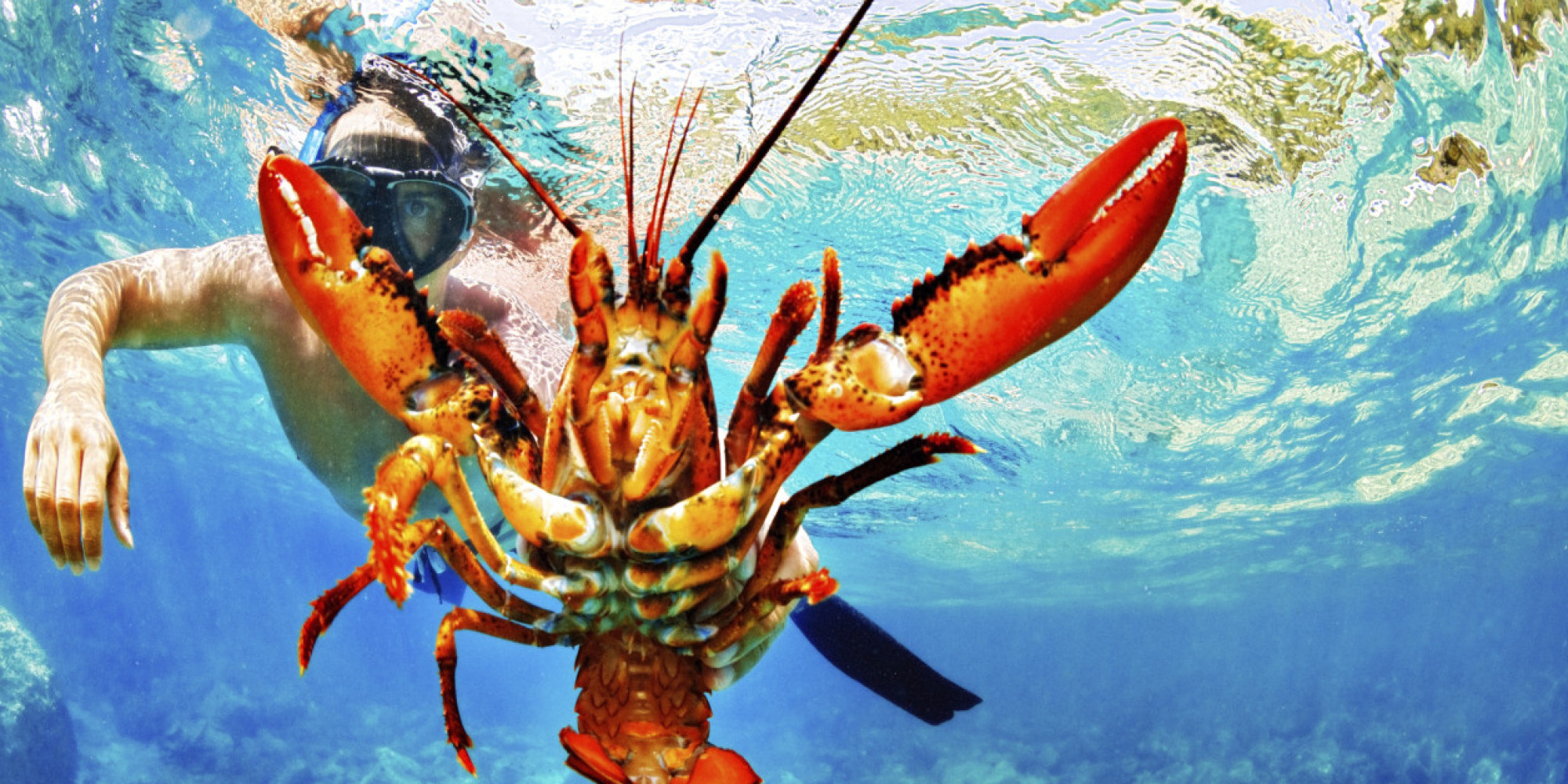 crustacean-compassion-here-s-why-we-should-protect-the-welfare-of