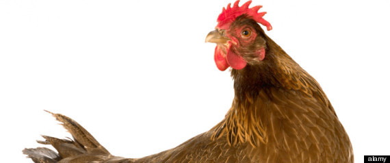 Chicken