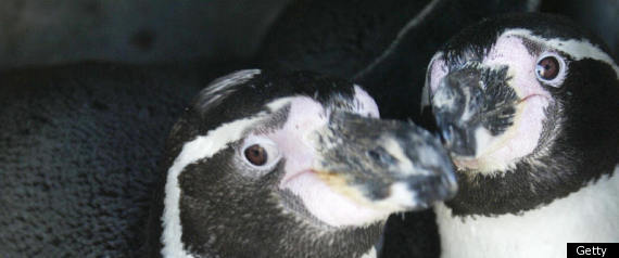 Gay Penguins