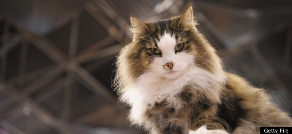 48 Birth Control For Cats Uk Collection