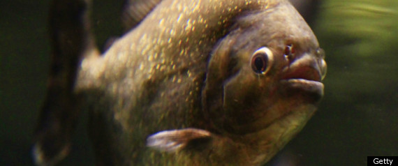 Piranha