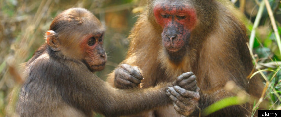 Macaque