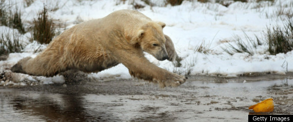 Walker Polar Bear
