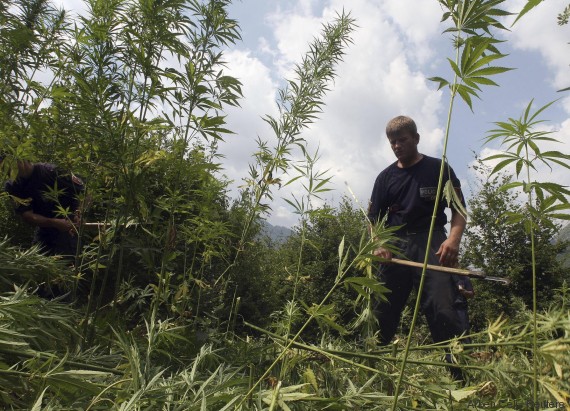 cannabis sativa