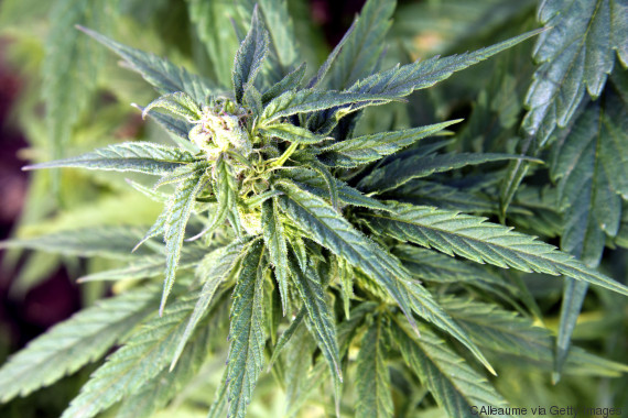 cannabis ruderalis